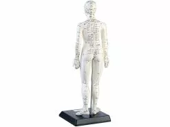 Newgen Medicals Akupunktur Modell:Akupunktur-Figuren 2er-Set (Mann/Frau) -Sitzmöbel Verkaufsgeschäft pe8177 3